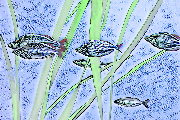 Swimming Fish by Rosalie Scanlon Swimming Fish by Rosalie Scanlon